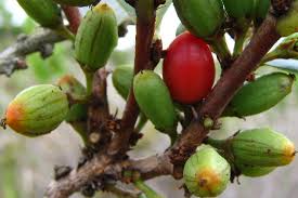Exploring Erythroxylum Coca Seeds: History, Cultivation, and Cultural Significance Coca Seeds